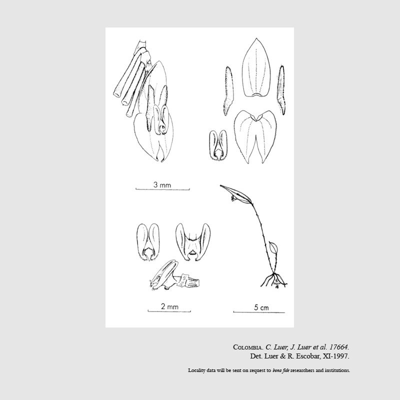 Lepanthes scopulifera